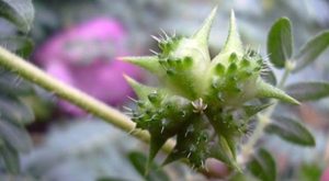 عرق خارخاسک